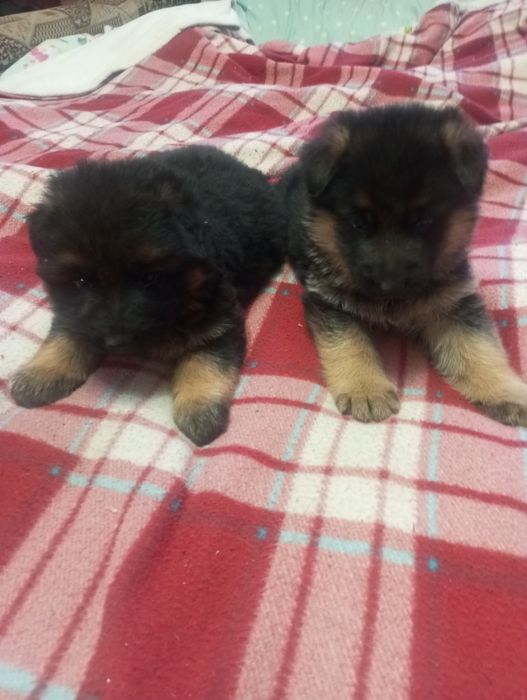 Німецька вівчарка