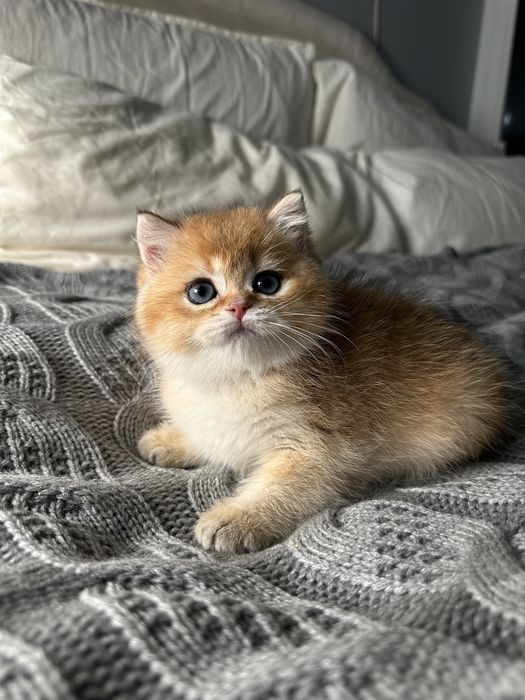 Шиншила золота британська малюки кошенята