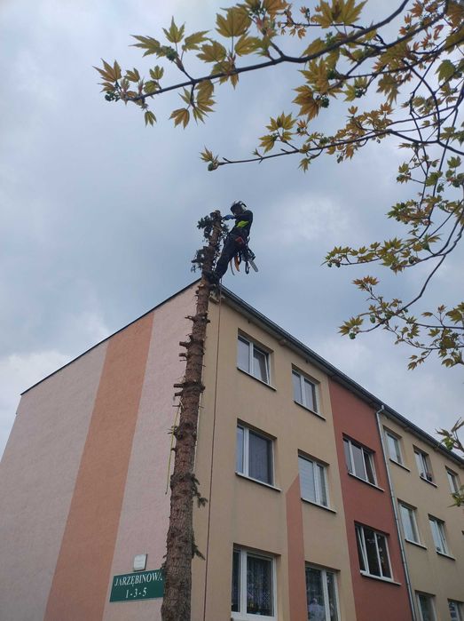 Wycinka Drzew z Wywozem Gałęzi