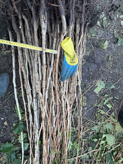 Саджанці ведмежого горіха. Підщепа для фундука