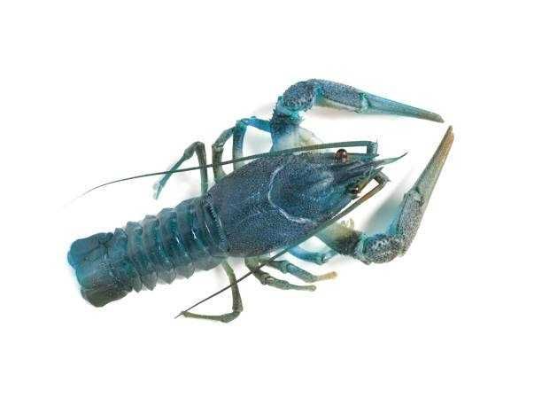 Rak błotny OKAZ NIEBIESKI GEN  Dziki, Świadectwo zdr. PIW