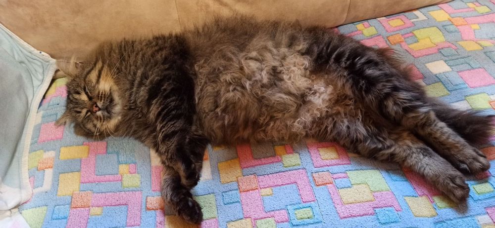 Віддам безкоштовно кошеня