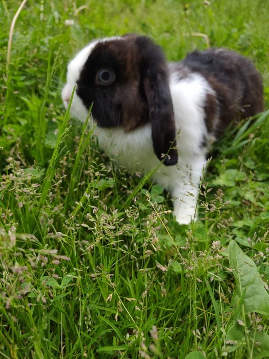 Królik mini lop. Samica.