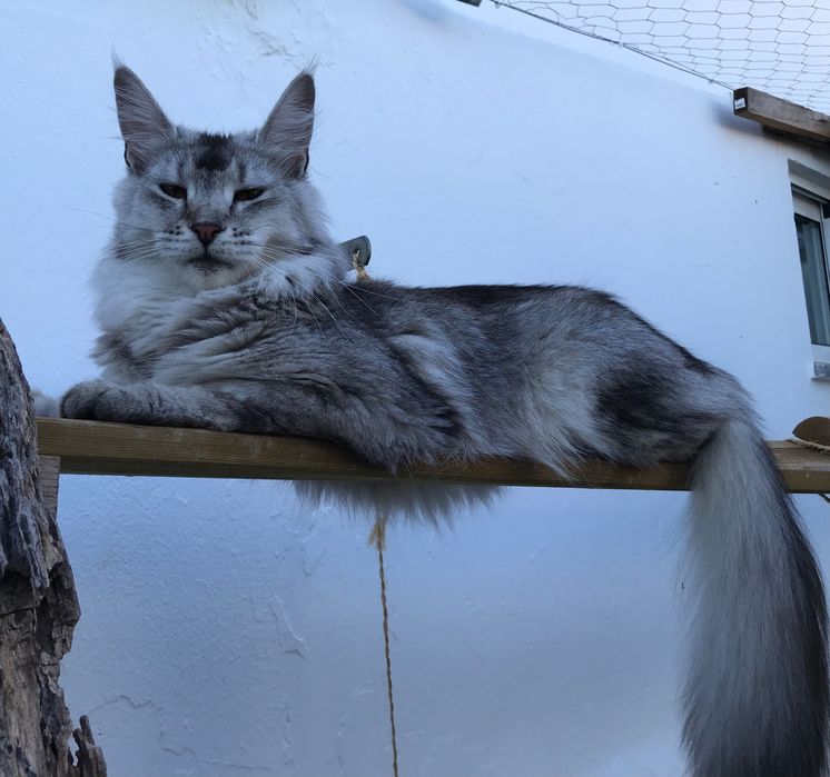 Maine Coon Silver Ticked Tabby
