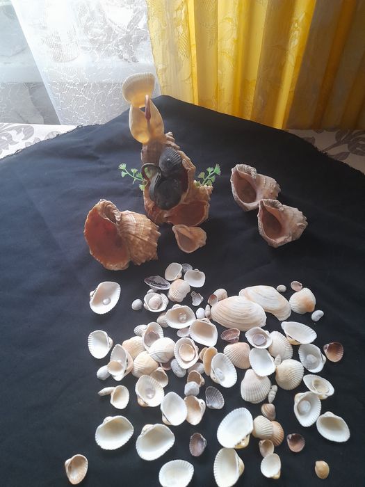 Ракушки для  аквариума