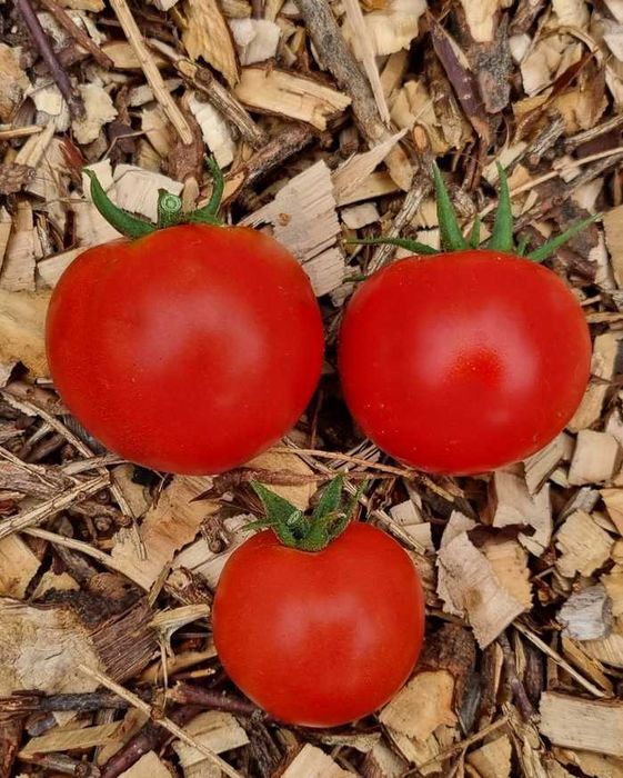 pomidor Siberian nasiona kolekcjonerskie