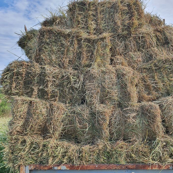 Siano z drugiego pokosu