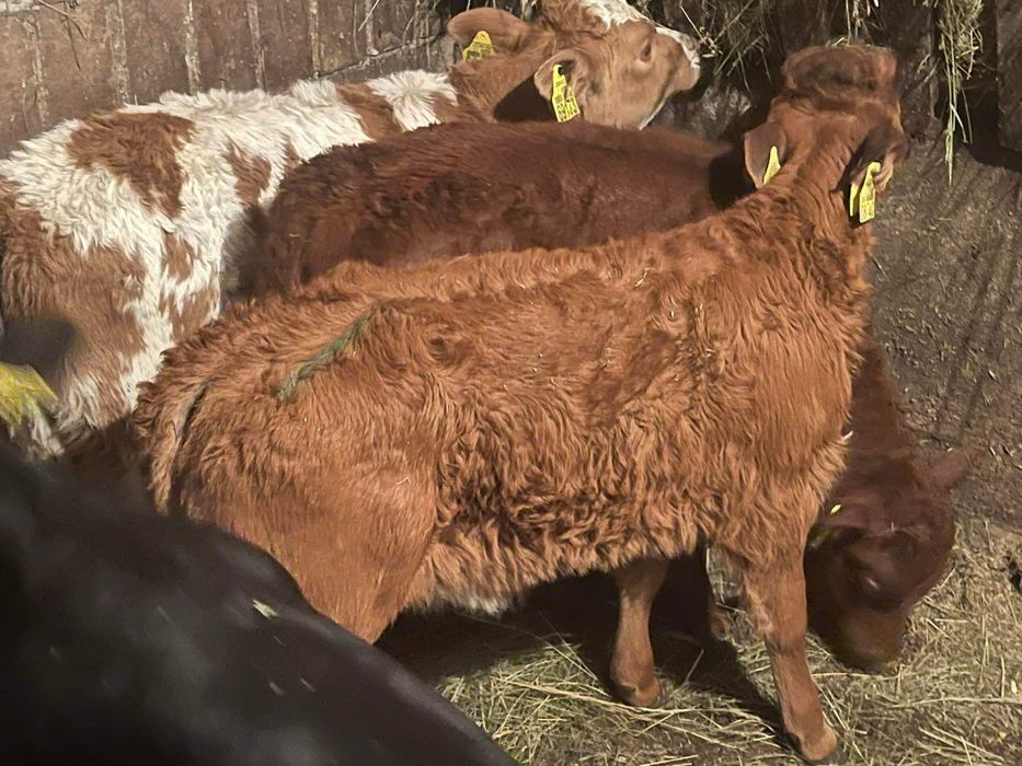 Cielaki odsadki byczki jałowki