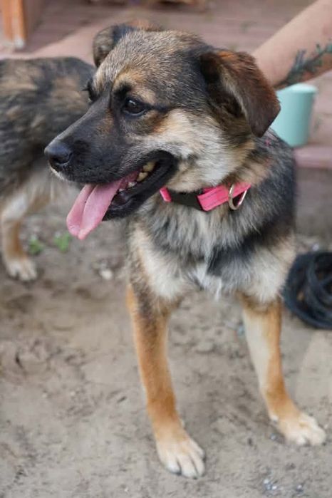 Suczka do adopcji