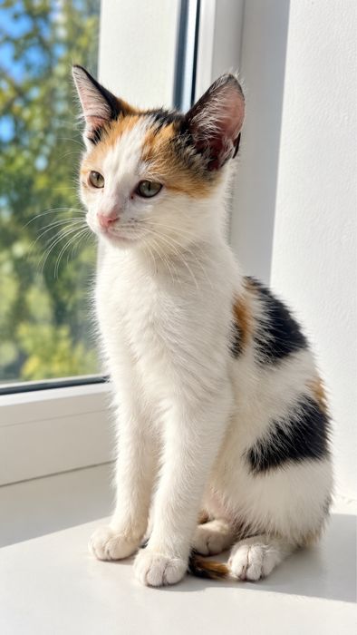 Кошеня в добрі руки