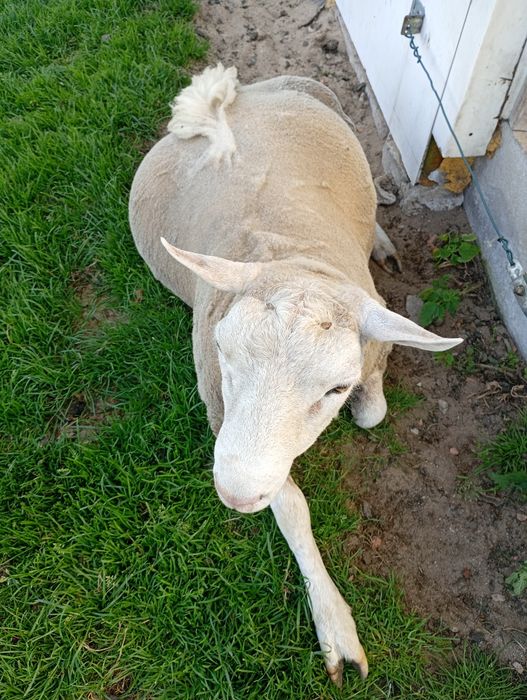 Sprzedam tryka texel