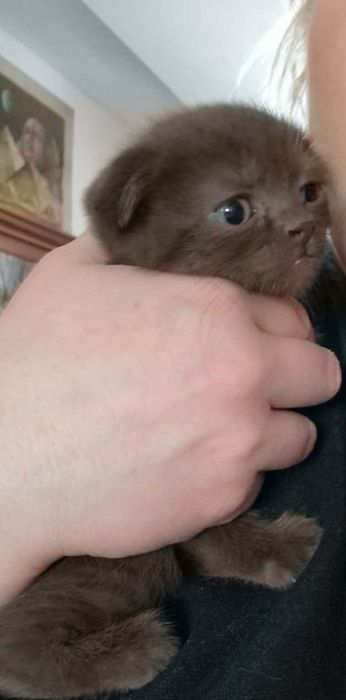 Kotka brytyjska/szkocka  czekoladowa  rodowód