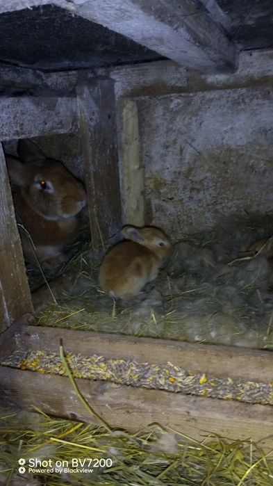 Кролики бургундці