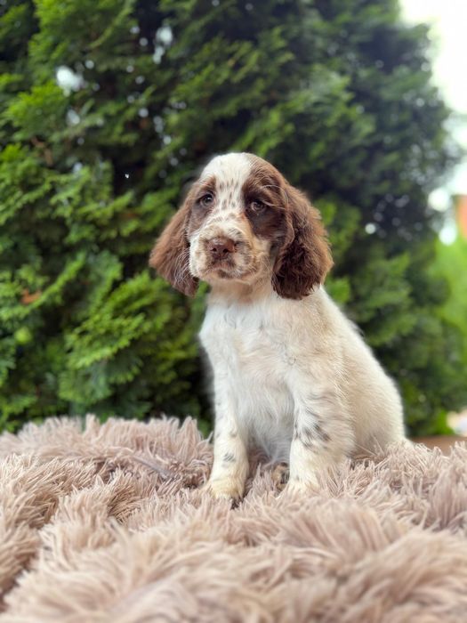 Cocker spaniel angielski Piesek
