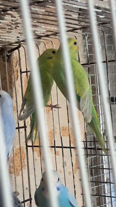 Lote de periquitos