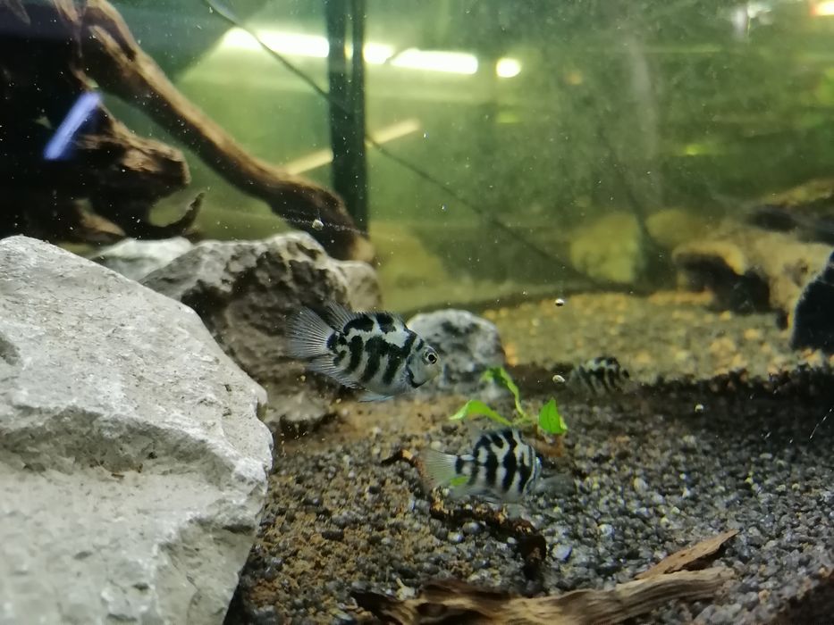 Pielęgnica Papuzia Blue Tiger 
Pielęgnica Papuzia Blue Tiger