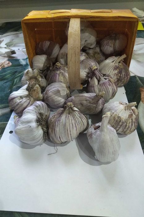 Czosnek ogorki, wedliny 1kg