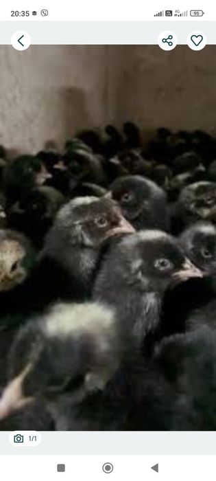 Інкубаційне яйце Домінанта та Редбро