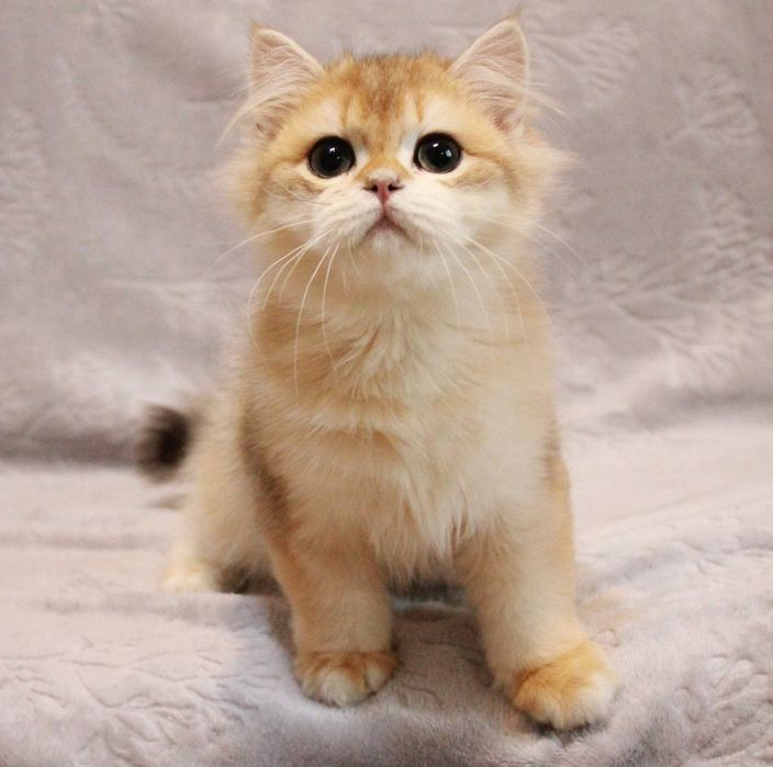 Гамма шукає родину