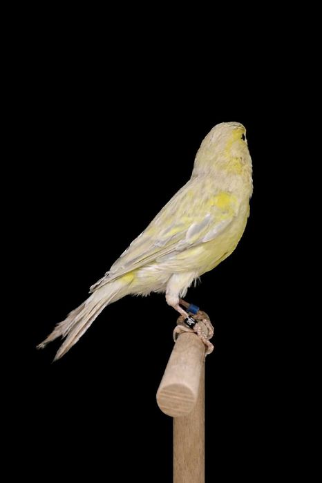 kanarek agat opalowy żółta mozaika