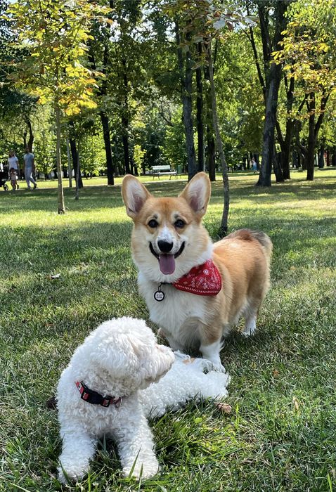 Вельш Корги Пемброк вязка бобтейл