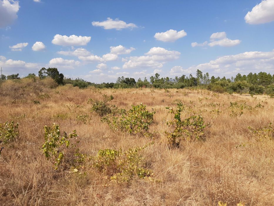 Terreno Rústico com Vinha (3.640 m²) – Salgueiro do Campo, Castelo Branco
