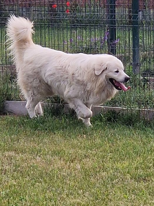 Sprzedam pieska Owczarek podhalanski