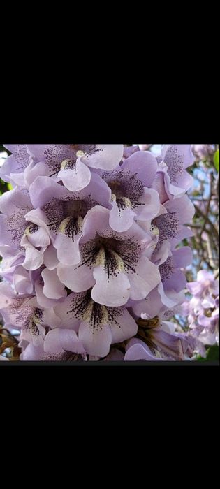 Павловния медонос