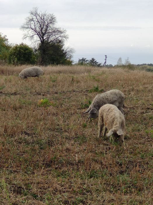 Поросята. Угорська пухова мангалиця, венгерская пуховая мангалица.
