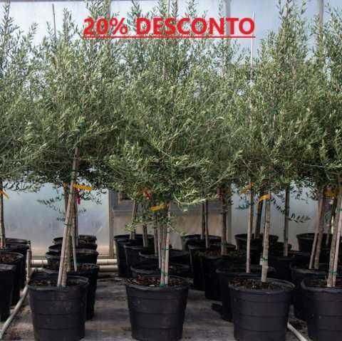 Vende-se todo o tipo de OLIVEIRAS de Qualidade PREMIUM