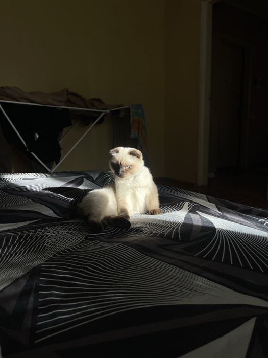 сіамський котик.