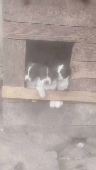 Щенки в хорошие руки