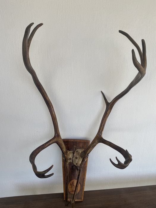 роги північного оленя 66*40