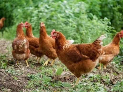 Продам кури несушки! Доставка безкоштовна! Казанка