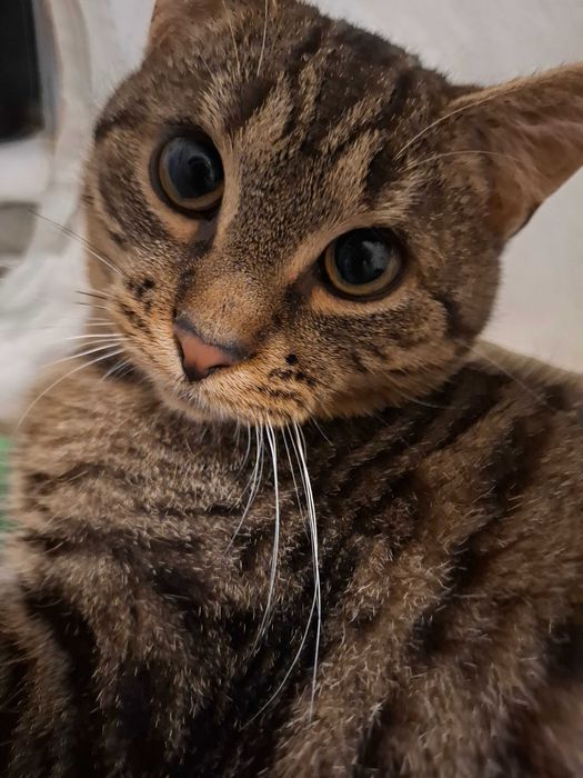 Mały rozrabiaka Kardamon szuka kochającego domu