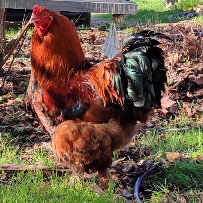 Vende Galos Brahma e outros