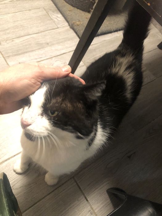 Dorosły kocur  do adopcji