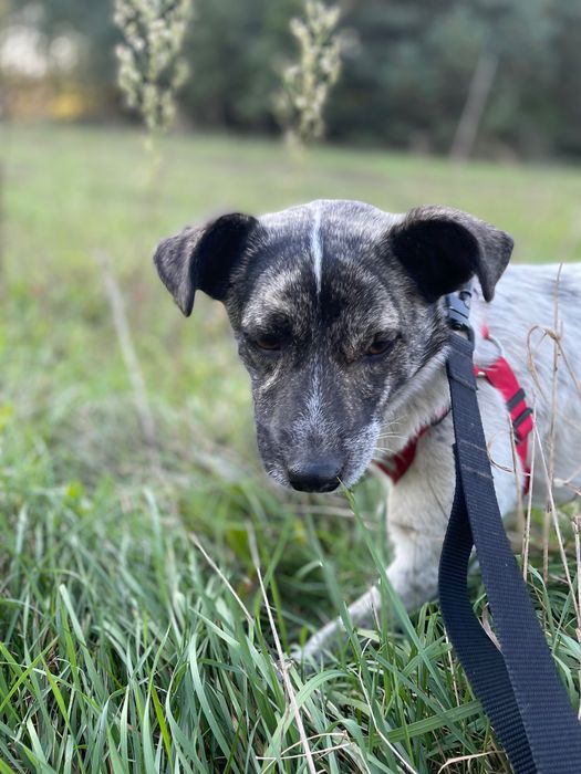Suczka do adopcji