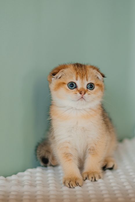 Котята золотой шиншиллы