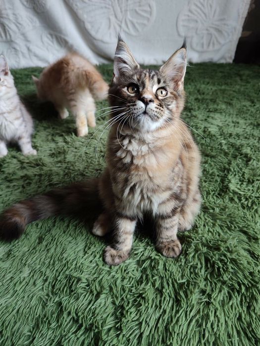 Котёнок Мейн кун девочка