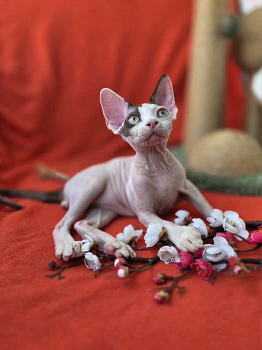 Девон Рекс- хлопчик