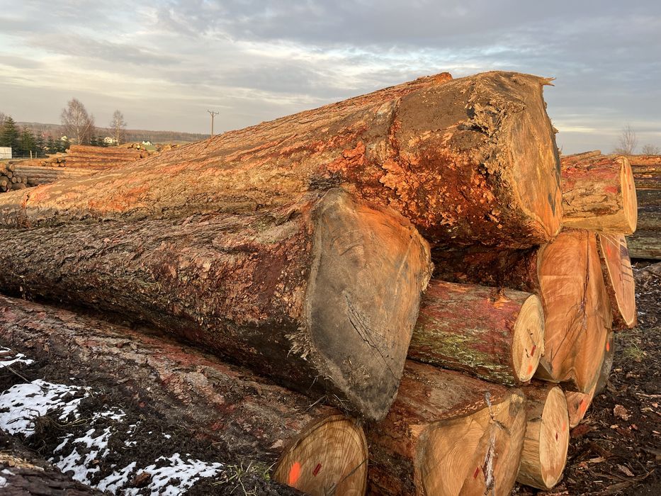 Modrzew tartaczny  dłużyca i kłoda