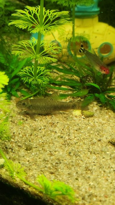 Peixe médico(garra rufa ) Excelente limpa-algas