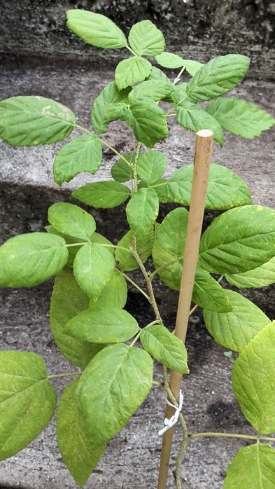 Planta Framboeseira - 50 cm