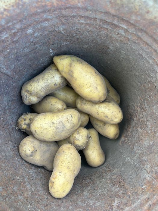 Продам картоплю гринада