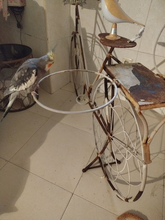 Bicicleta floreira, precisa pintura