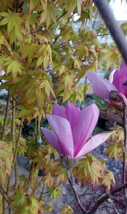 Sprzedam Magnolii