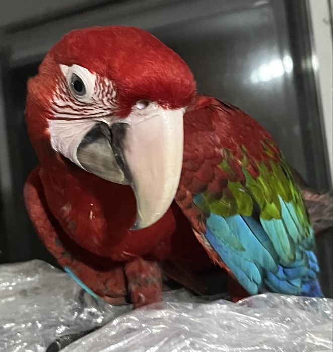 Arara vermelha macho (ara chloropterus)