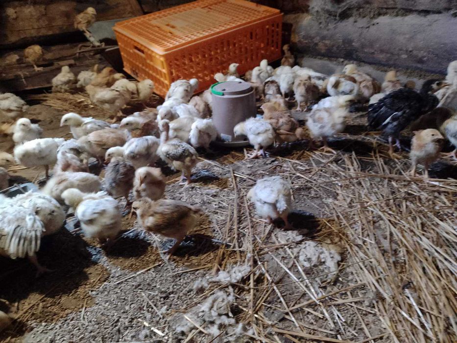 Курчата 3 тижневі