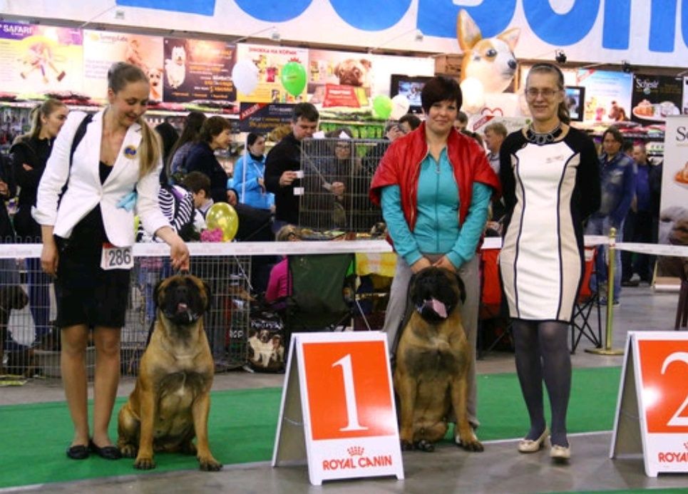 Профессиональная дрессировка собак